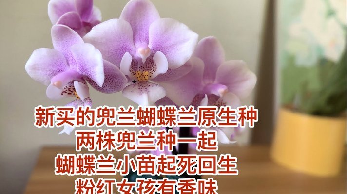 携程花取现：一次性还是分期，还你最安心