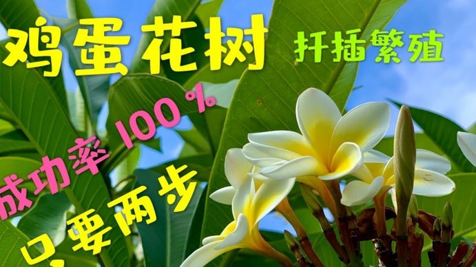 拿去花额度怎么用？合理规划提升信用