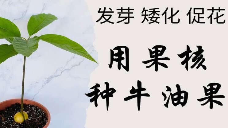 桃多多额度怎么套