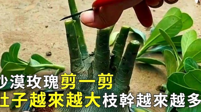 资金流转秘籍：如何高效套现与风险管理