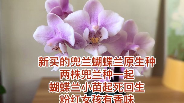 拿去花秒退频发怎么办