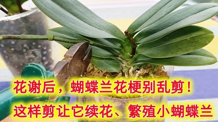 拿去花：高效消费技巧全解析
