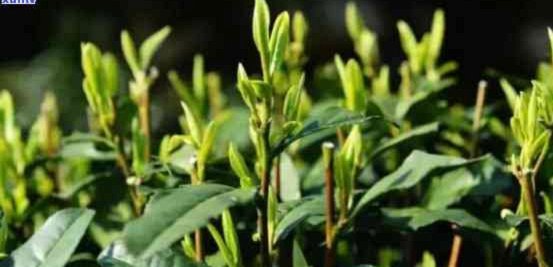 白条逾期后该怎么办？别让信用记录彻底崩塌！
