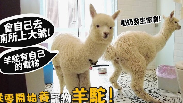 羊小咩10000额度能提多少？看这里！