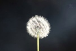 拿去花取现失败