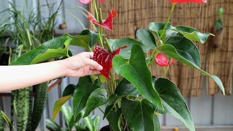 花呗：信用支付的双面镜